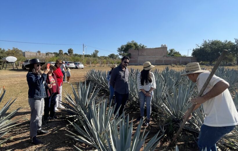 Tequila: Gourmet Tasting and Agave Fields